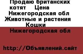 Продаю британских котят  › Цена ­ 3 000 - Нижегородская обл. Животные и растения » Кошки   . Нижегородская обл.